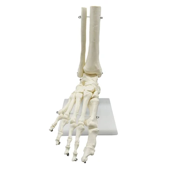 1:1 שלד אנושי הרגל מודל האנטומיה של כף הרגל והקרסול עם שוק אנטומי מודל האנטומיה משאבי הוראה