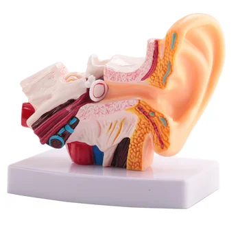 1.5 פעמים שהאוזן האנושית מודל האנטומיה מראה האיברים במבנה של מרכז וחיצוניים האוזניים מלמד אספקה