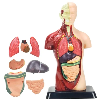 הגוף האנושי מודל עבור הילדים ססגוניות פלסטיק 8 יח ' נשלף אנטומיה בובה עם לב & איברים