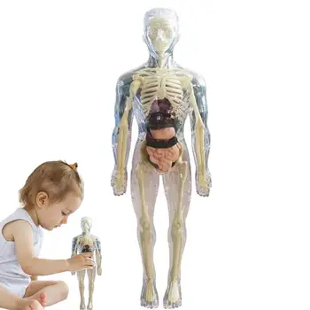 מודל האנטומיה לילדים 3D אנטומיה בובה איבר גוף דגם רך גוף האדם הגילאים 4 מדע וחינוך צעצועים נשלפים איברים עצם